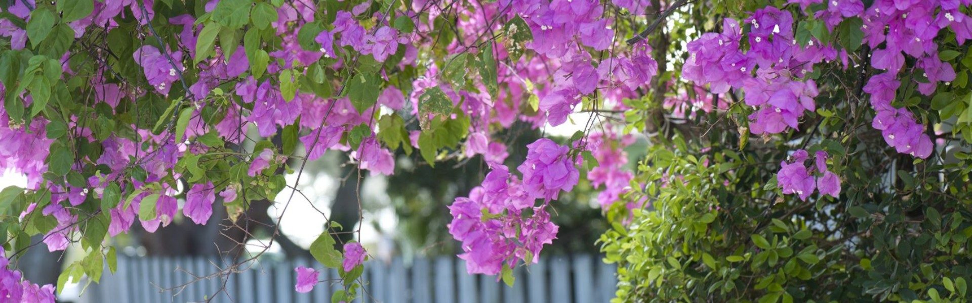 Bougainvillea in Coconut Palm Inn's garden