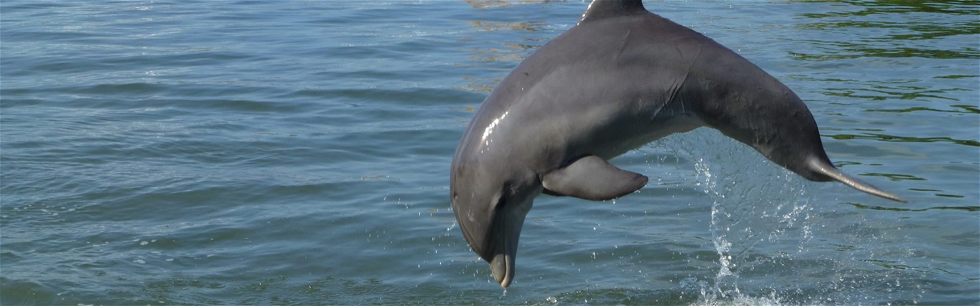 Dolphins playing in the Florida Keys near the Coconut Palm Inn