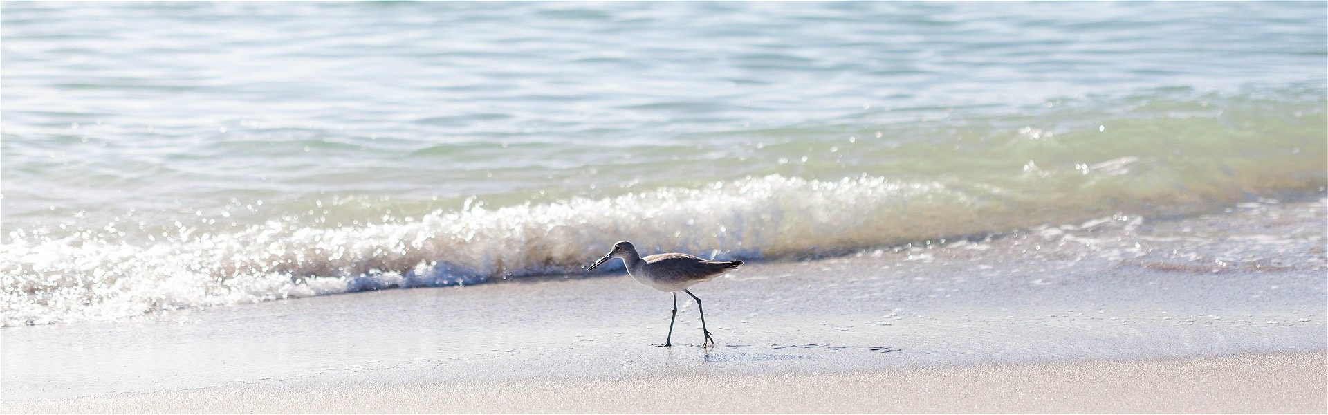 Sandpiper playing in the sand at Coconut Palm Inn