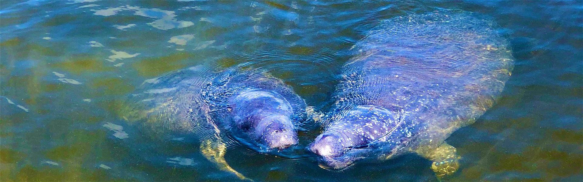 Manatees greeting guests at the Coconut Palm Inn