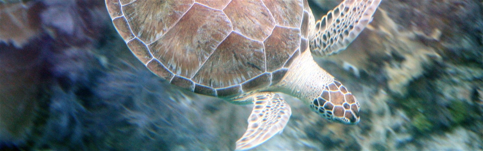 Green Turtle at John Pennekamp